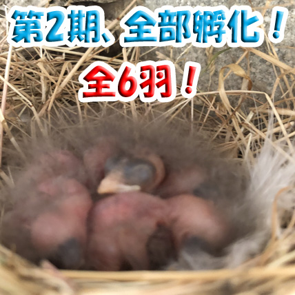 第2期 全6個の卵が孵化 ツバメ 鹿児島のkei