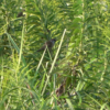 Thumbnail of post image 020